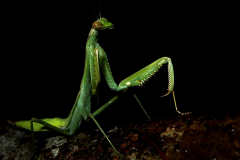 Mantis