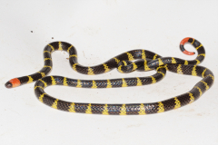 Micrurus mipartitus