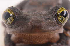 Osteocephalus taurinus