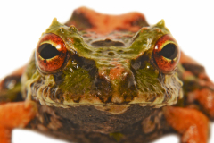 Pristimantis eriphus complex