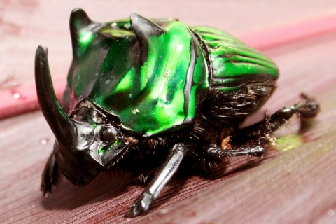 escarabajo_Oxysternon_conspiscillatum