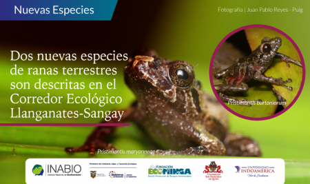 Dos nuevas especies de ranas terrestres son descritas en el Corredor Ecológico Llanganates-Sangay
