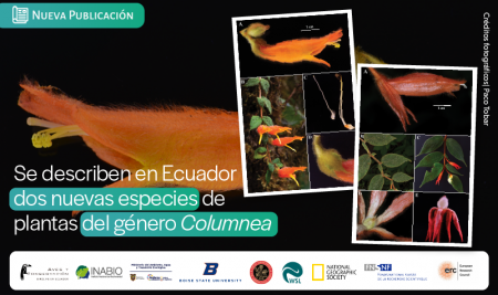 Se describen en Ecuador dos nuevas especies de plantas del género Columnea