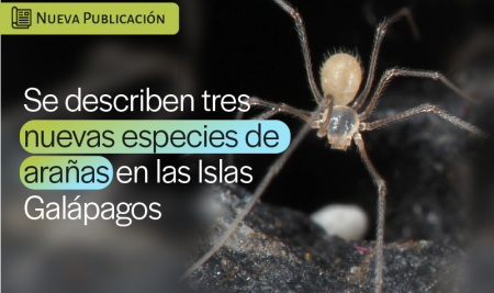 Se describen tres nuevas especies de arañas en las Islas Galápagos