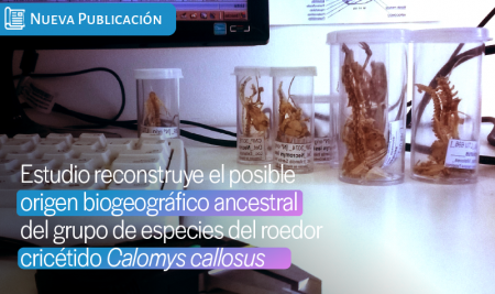 Estudio reconstruye el posible origen biogeográfico ancestral del grupo de especies del roedor cricétido Calomys callosus