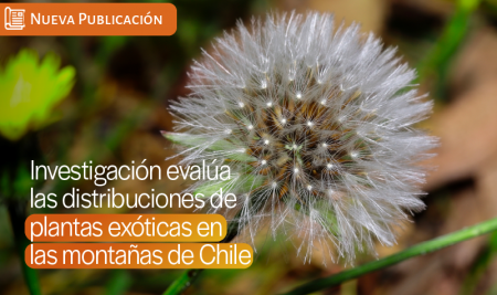 Estudio evalúa las distribuciones de plantas exóticas en las montañas de Chile