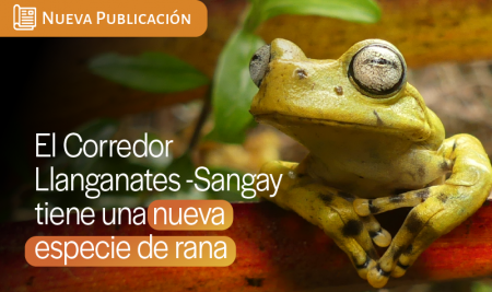 Tungurahua tiene una nueva especie de rana
