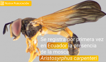 Se registra por primera vez en Ecuador el género de moscas Aristosyrphus