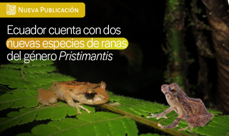 Ecuador cuenta con dos nuevas especies de ranas del género Pristimantis