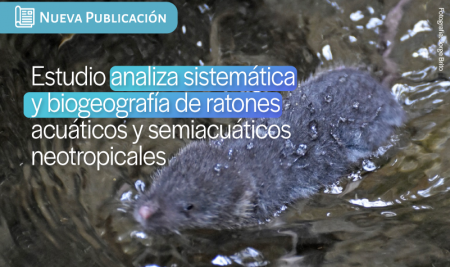 Estudio analiza la sistemática y la biogeografía de los ratones acuáticos y semiacuáticos neotropicales