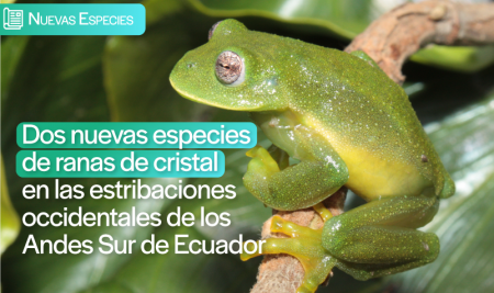 Dos nuevas especies de ranas de cristal son descubiertas en las estribaciones occidentales de los Andes Sur de Ecuador