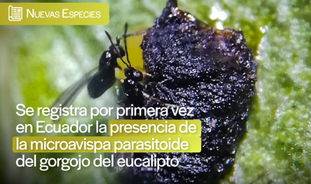Se registra por primera vez en Ecuador la presencia de microavispa parasitoide del gorgojo del eucalipto