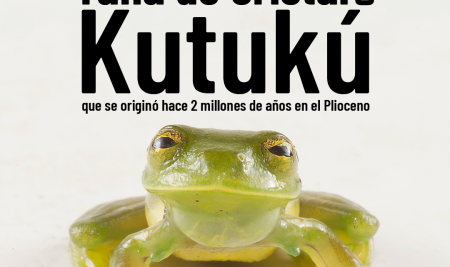 Se describe nueva especie de rana de cristal del Kutukú que se originó hace 2 millones de años en el Plioceno
