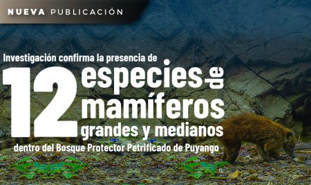 Investigación confirma la presencia de 12 especies de mamíferos grandes y medianos dentro del Bosque Protector Petrificado de Puyango