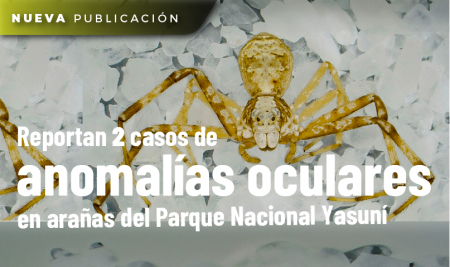 Reportan dos casos de anomalías oculares en arañas del Parque Nacional Yasuní