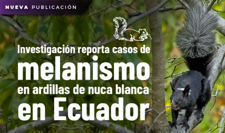 Investigación reporta casos de melanismo en la ardilla de nuca blanca en Ecuador