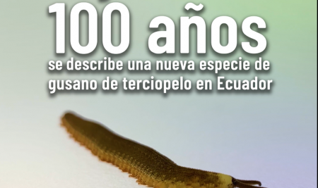 Luego de más de 100 años, se describe una nueva especie de gusano de terciopelo en Ecuador