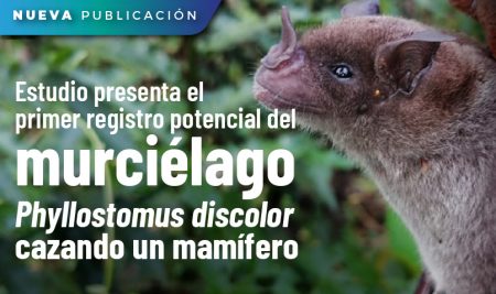 Estudio presenta el primer registro potencial del murciélago Phyllostomus discolor cazando un mamífero