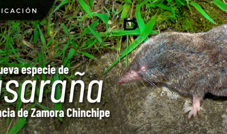 Investigación describe una nueva especie de musaraña en la provincia de Zamora Chinchipe