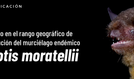 Investigación aumento en el rango geográfico de distribución del murciélago endémico Myotis moratellii