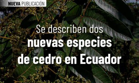 Se describen dos nuevas especies de cedro en Ecuador
