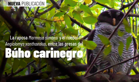 La raposa Marmosa simonsi y el roedor Aegialomys xanthaeolus, entre las presas del Búho carinegro