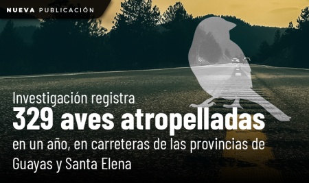 Investigación registra 329 aves atropelladas en un año en carreteras de las provincias de Guayas y Santa Elena