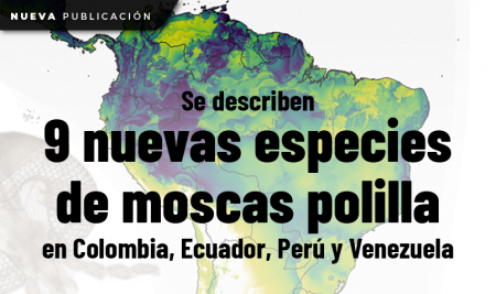 Se describen 9 nuevas  especies de moscas polilla en Colombia, Ecuador, Perú y Venezuela