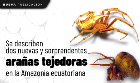 Se describen dos nuevas y sorprendentes arañas tejedoras en la Amazonía ecuatoriana