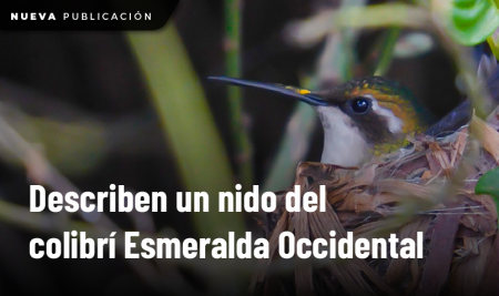 Investigadores describen un nido del colibrí Esmeralda Occidental