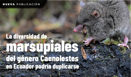 La diversidad de marsupiales del género Caenolestes en Ecuador podría duplicarse
