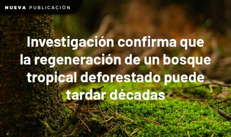 Investigación confirma que la regeneración de un bosque tropical deforestado puede tardar décadas