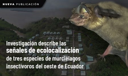 Investigación describe las señales de ecolocalización de tres especies de murciélagos insectívoros del oeste de Ecuador