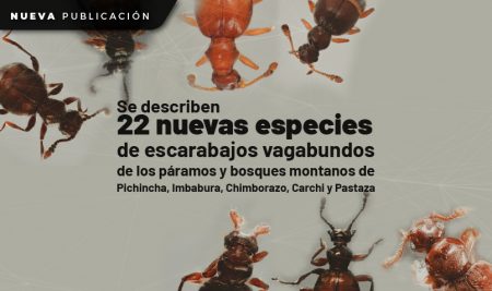 Se describen 22 nuevas especies de escarabajos vagabundos de los páramos y bosques montanos de Pichincha, Imbabura, Chimborazo, Carchi y Pastaza