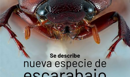 WhatsApp Image 2025-10-21 at 12.25.16 PM Se describe nueva especie de escarabajo en las laderas del volcán Sumaco
