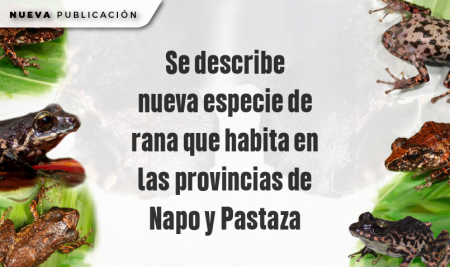 Se describe nueva especie de rana que habita en las provincias de Napo y Pastaza