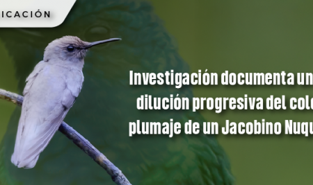 Investigación documenta un caso dilución progresiva del color en el plumaje de un Jacobino Nuquiblanco