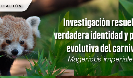 Investigación resuelve la verdadera identidad y posición evolutiva del carnívoro Magerictis imperialensis