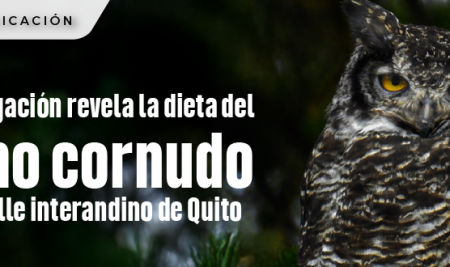 Investigación revela la dieta del búho cornudo en el valle interandino de Quito
