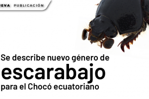 WEB 1