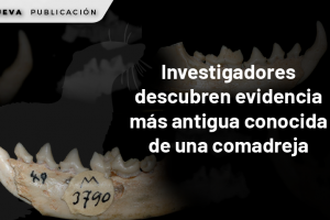 WEB 1