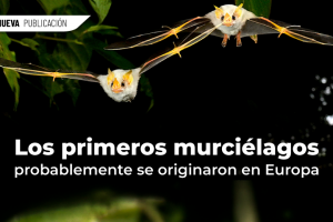 WEB 1