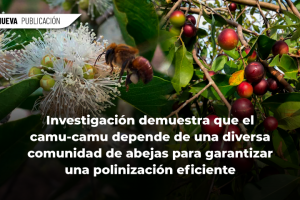 WEB 1