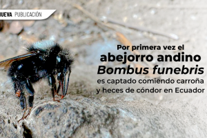 WEB 1
