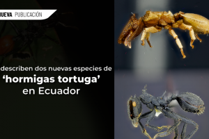 WEB 1
