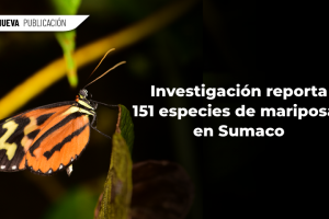 WEB 1