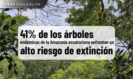 El 41% de los árboles endémicos de la Amazonía ecuatoriana enfrenta un alto riesgo de extinción