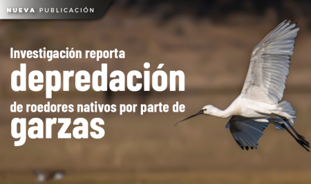 Investigación reporta depredación de roedores nativos por parte de garzas