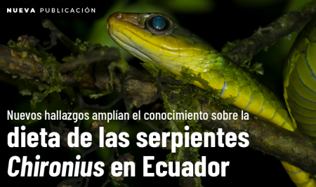 Nuevos hallazgos amplían el conocimiento sobre la dieta de las serpientes Chironius en Ecuador