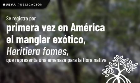 Se registra por primera vez en Ecuador el manglar exótico, Heritiera fomes, que representa una amenaza para la flora nativa